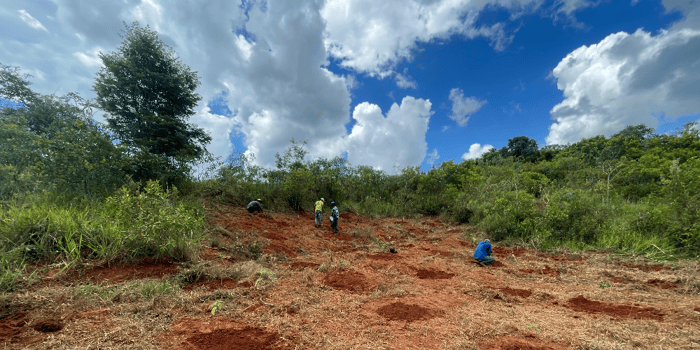 2024: Bio recovery work in progress, planting trees